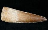 Spinosaurus Tooth - Kem Kem Beds #12376-1